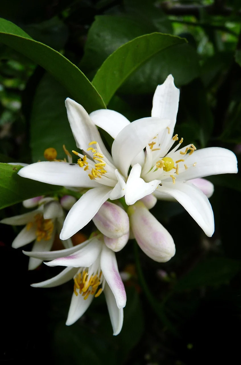 Citrus limon <br>LEMON - Image 3