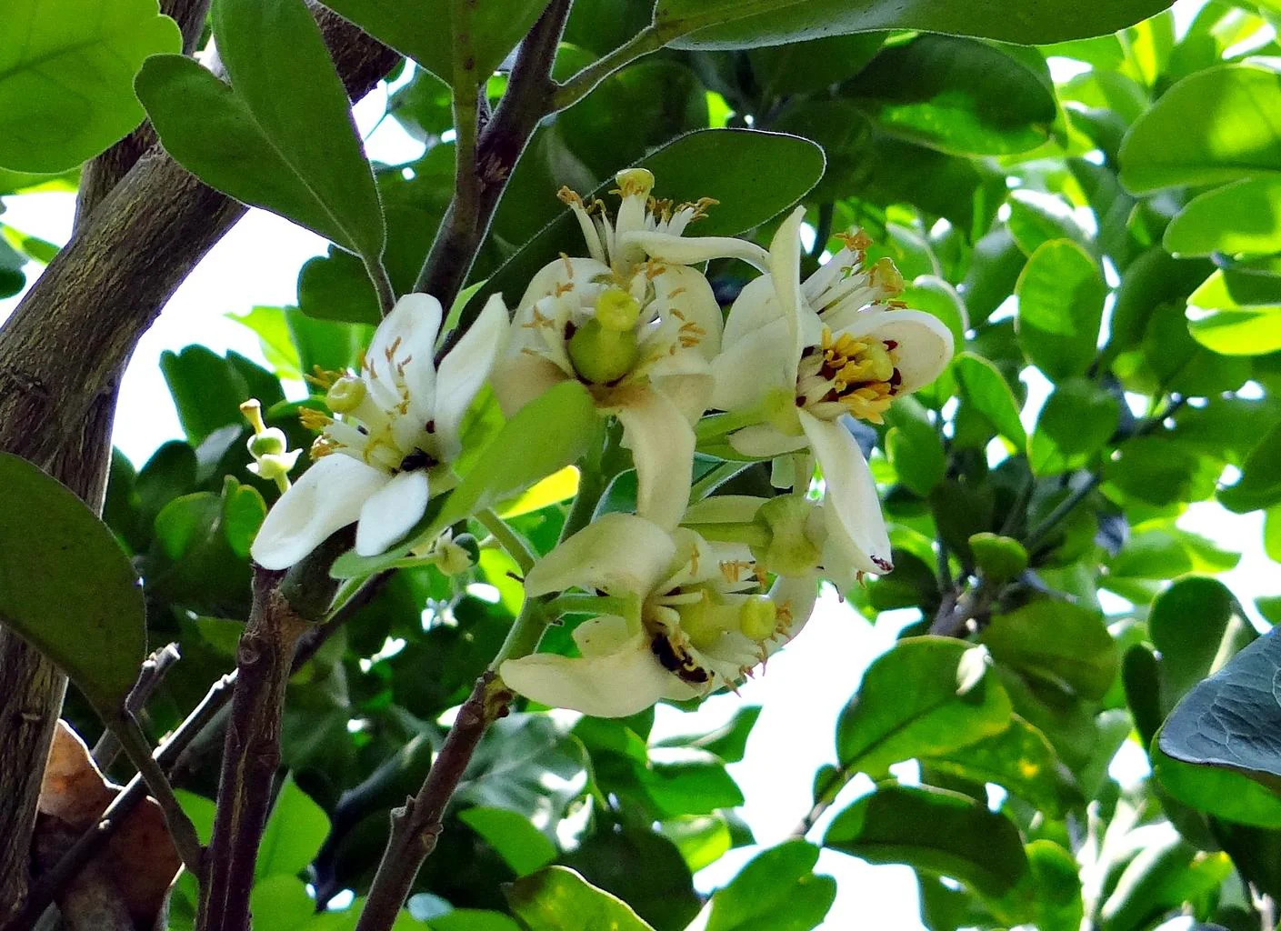 Citrus paradisi <br>GRAPEFRUIT