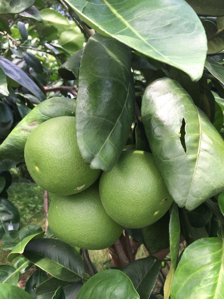 Citrus paradisi <br>GRAPEFRUIT - Image 2