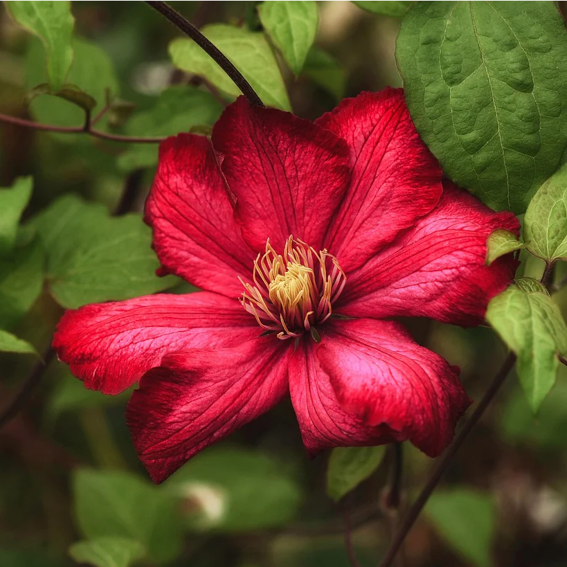 Clematis <br>RED CLEMATIS SANGRIA