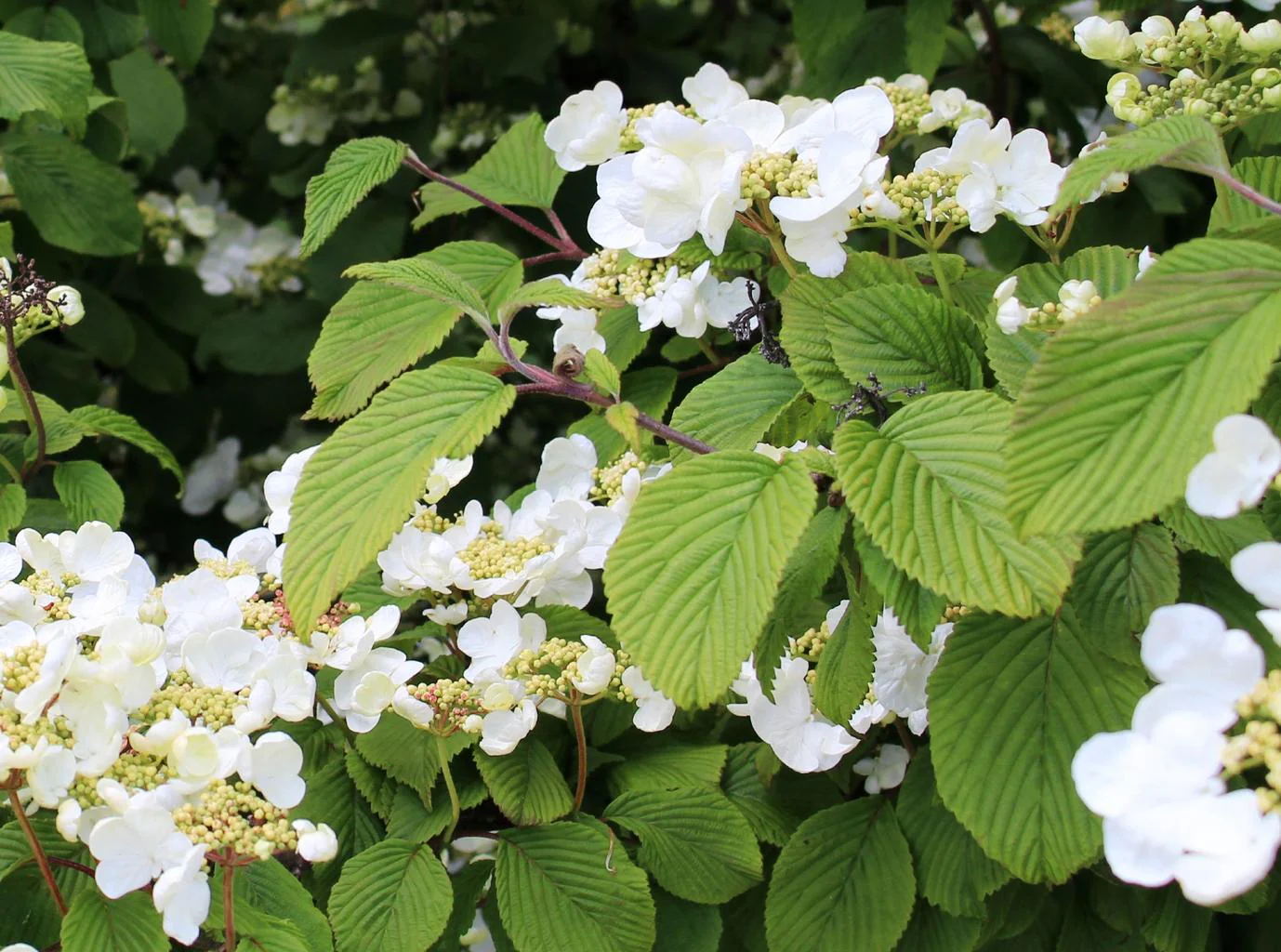 Hydrangea anomala petiolaris <br>CLIMBING HYDRANGEA