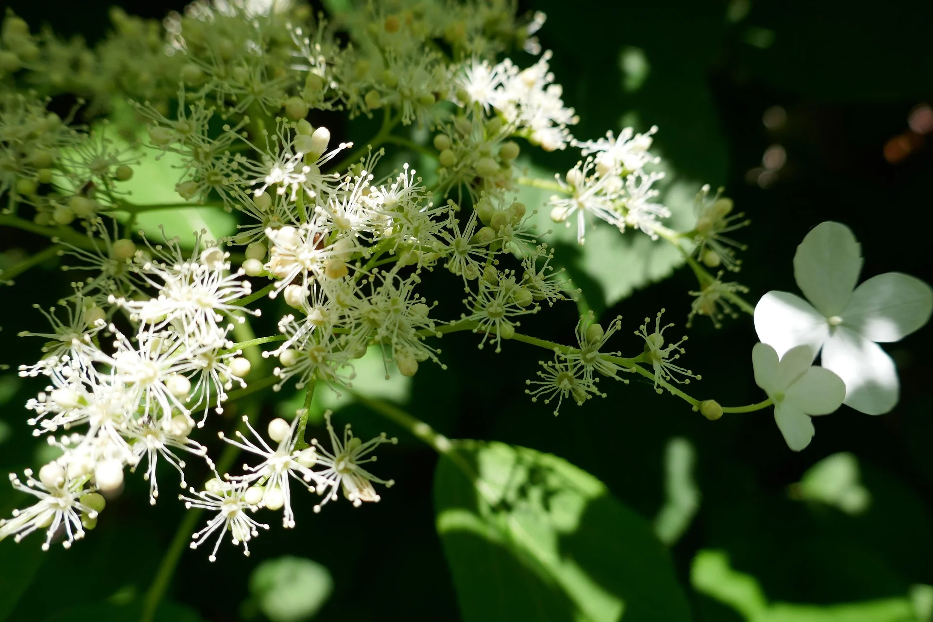 Hydrangea anomala petiolaris <br>CLIMBING HYDRANGEA - Image 2