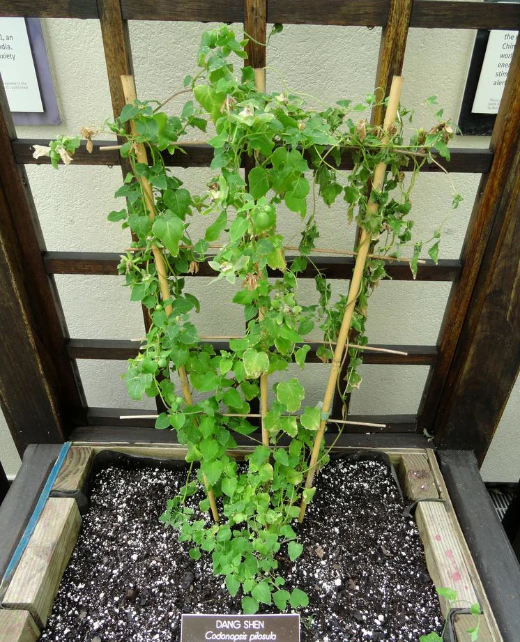 Codonopsis pilosula <br>TANG SHEN, DONG SHEN, DANGSHEN, POOR MAN'S GINSENG - Image 2