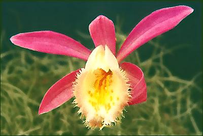 Pleione limprichtii <br>PLEIONE ORCHID MIX, PEACOCK ORCHID - Image 2