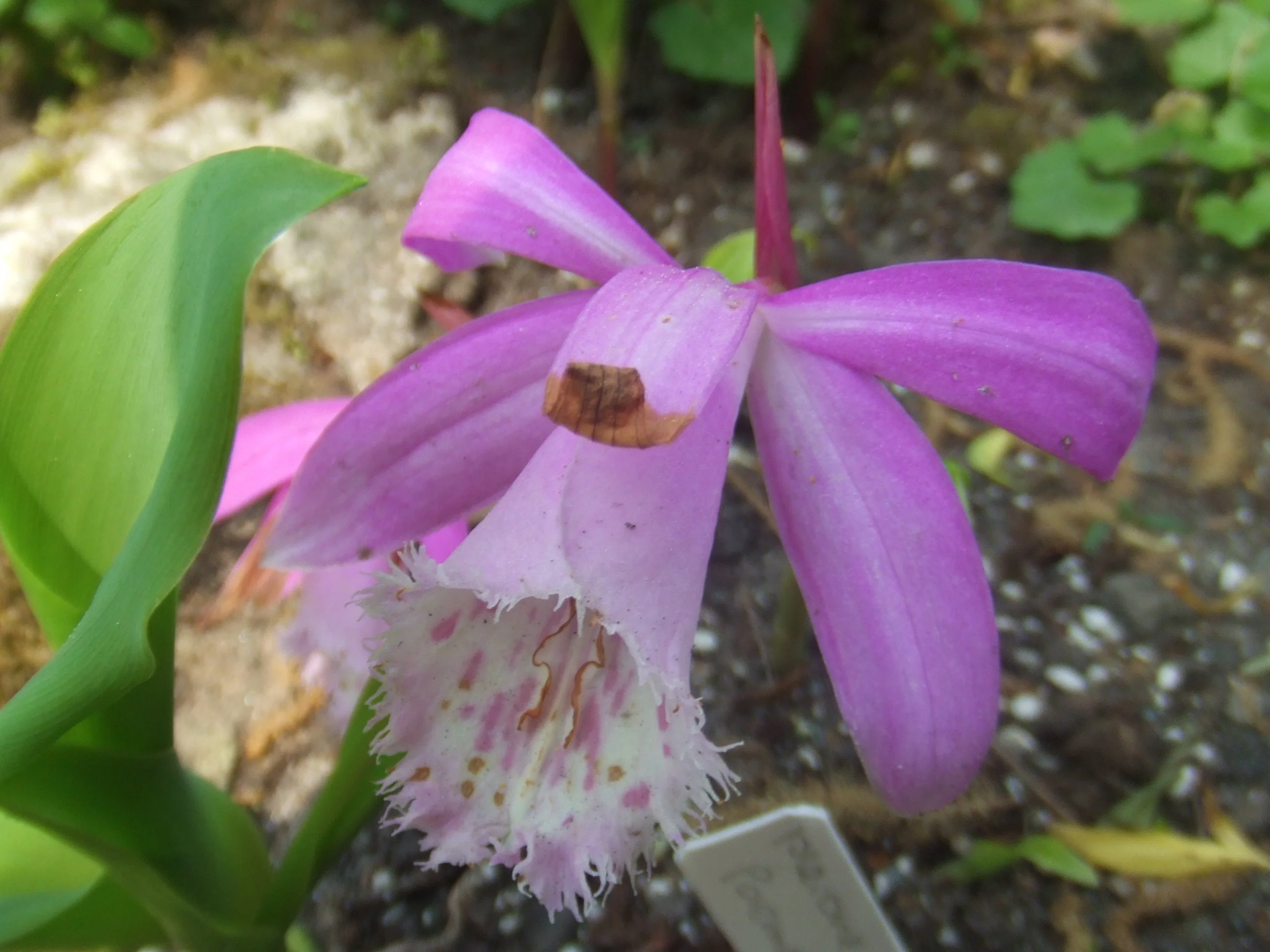 Pleione limprichtii <br>PLEIONE ORCHID MIX, PEACOCK ORCHID - Image 3
