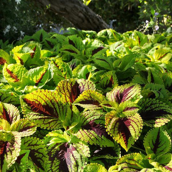Coleus <br>COLEUS KONG JUNIOR 'LIME VEIN' - Image 2
