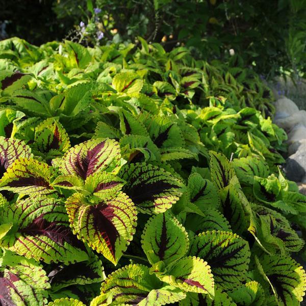 Coleus <br>COLEUS KONG JUNIOR 'LIME VEIN' - Image 3