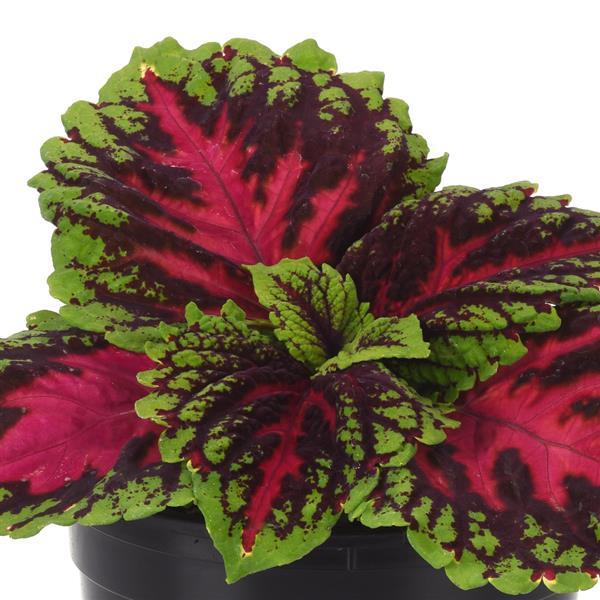 Coleus <br>COLEUS KONG JUNIOR 'ROSE'
