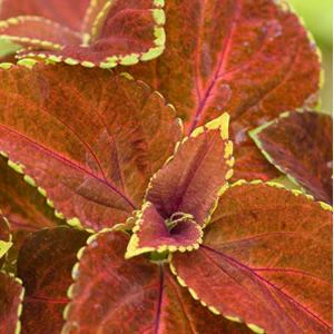 Coleus blumei <br>COLEUS ORANGE (Dwarf)