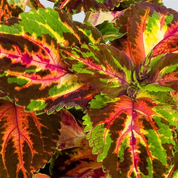 Coleus <br>COLEUS RAINBOW MULTICOLOR