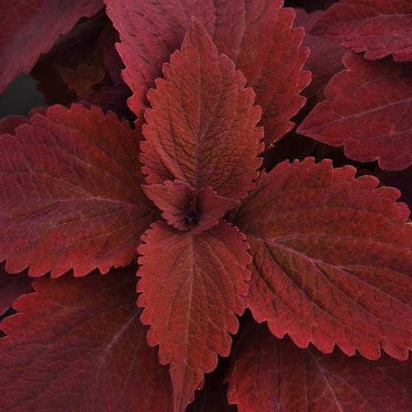 Coleus <br>COLEUS PREMIUM 'PAPRIKA'