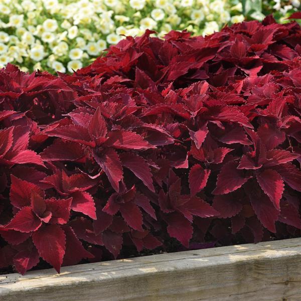 Coleus <br>COLEUS PREMIUM 'PAPRIKA' - Image 2
