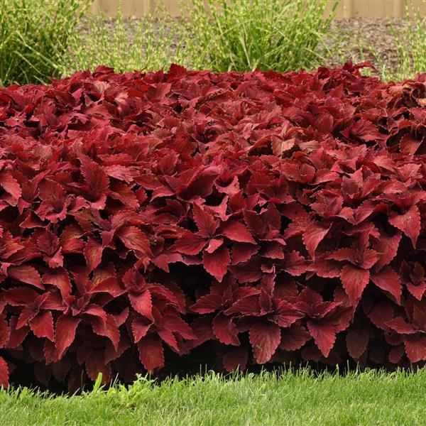 Coleus <br>COLEUS PREMIUM 'PAPRIKA' - Image 3