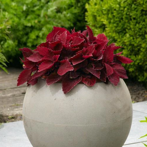 Coleus <br>COLEUS PREMIUM 'PAPRIKA' - Image 4