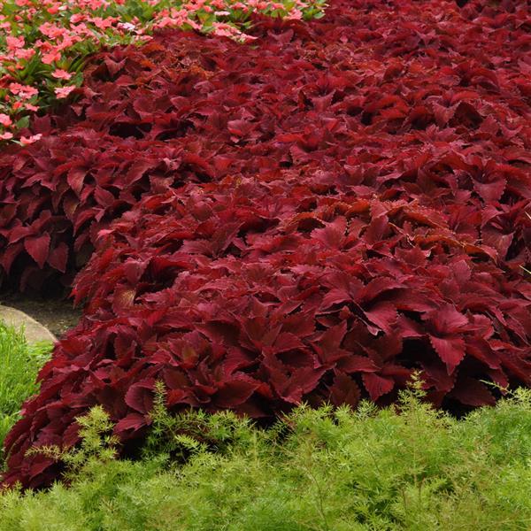 Coleus <br>COLEUS PREMIUM 'PAPRIKA' - Image 5