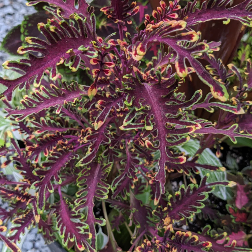 Coleus blumei <br>COLEUS 'FINGERS & FEATHERS' MIX