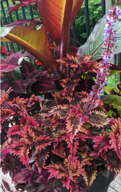 Coleus blumei <br>COLEUS 'FINGERS & FEATHERS' MIX - Image 2