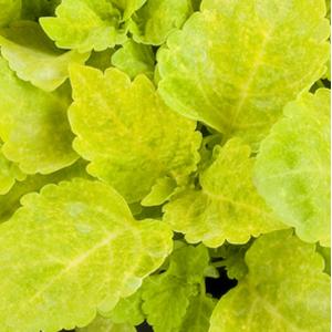 Coleus hybridus <br>COLEUS BRIGHT YELLOW (Dwarf)