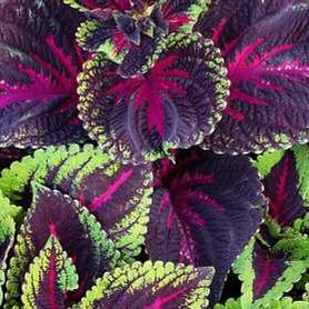Coleus <br>COLEUS KONG MIX