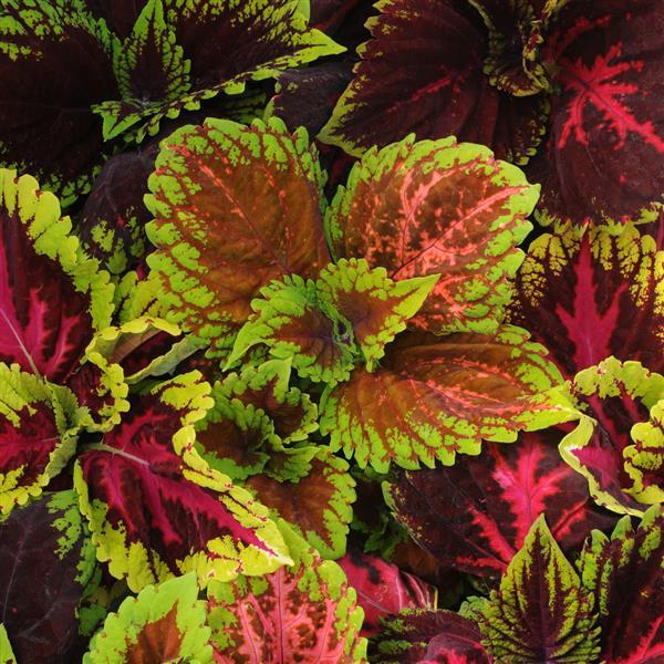 Coleus <br>COLEUS KONG MIX - Image 2