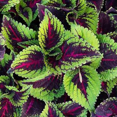 Coleus <br>COLEUS KONG MIX - Image 3