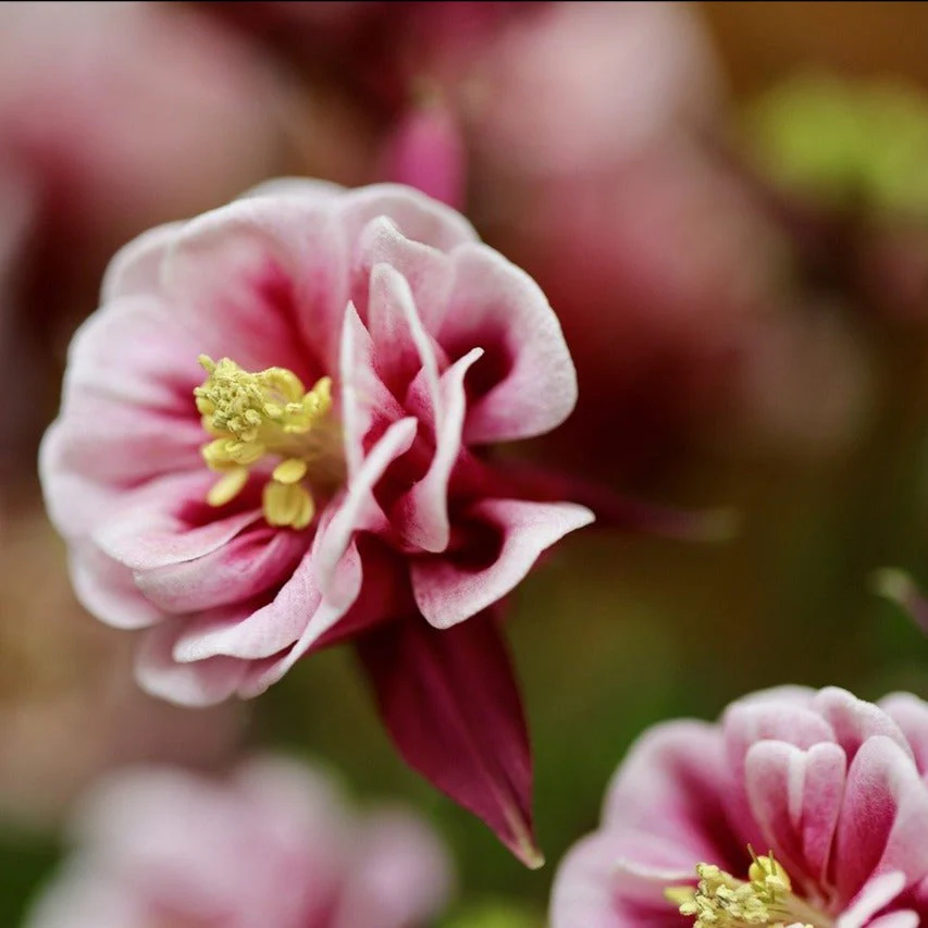 Aquilegia <br>COLUMBINE WINKY MIX