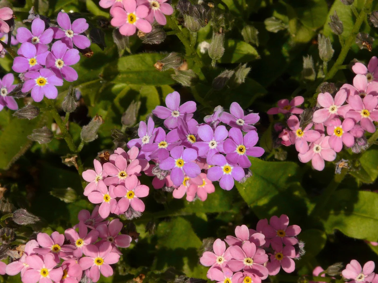 Myosotis alpestris <br>ALPINE FORGET ME NOT MIX