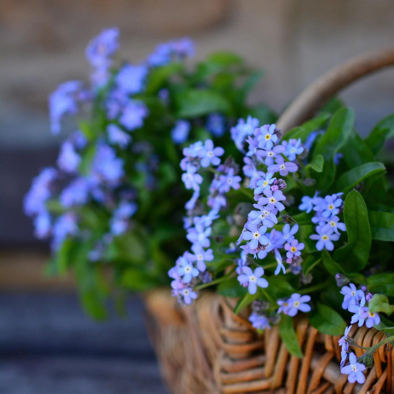 Myosotis alpestris <br>ALPINE FORGET ME NOT MIX - Image 2