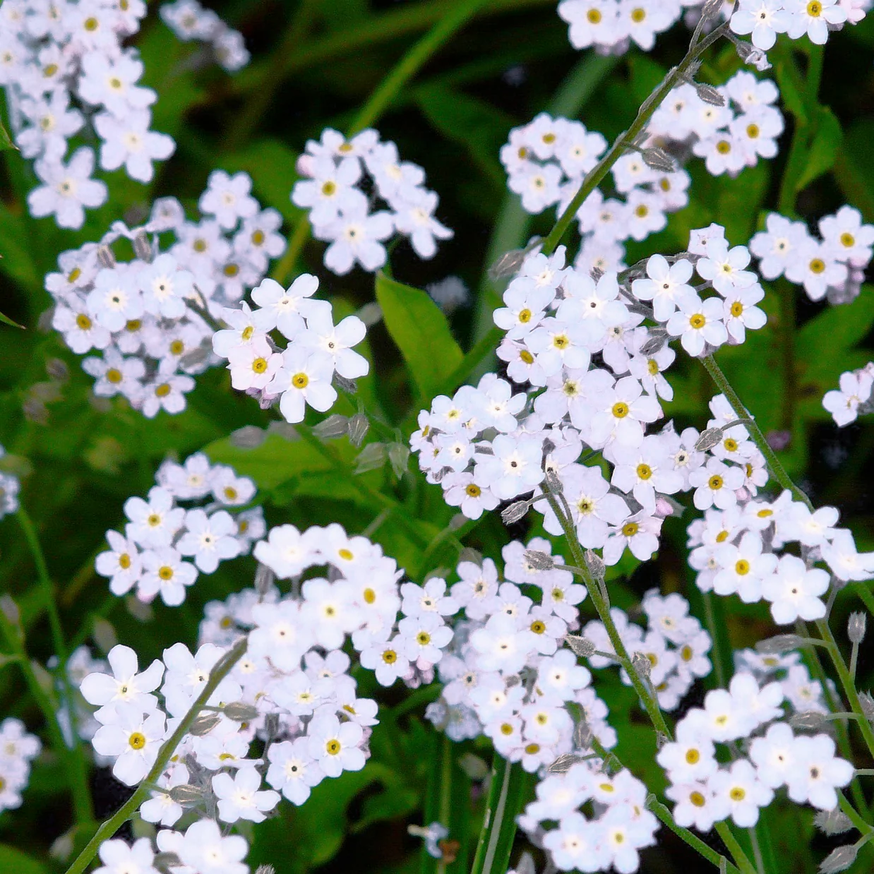 Myosotis alpestris <br>ALPINE FORGET ME NOT MIX - Image 3