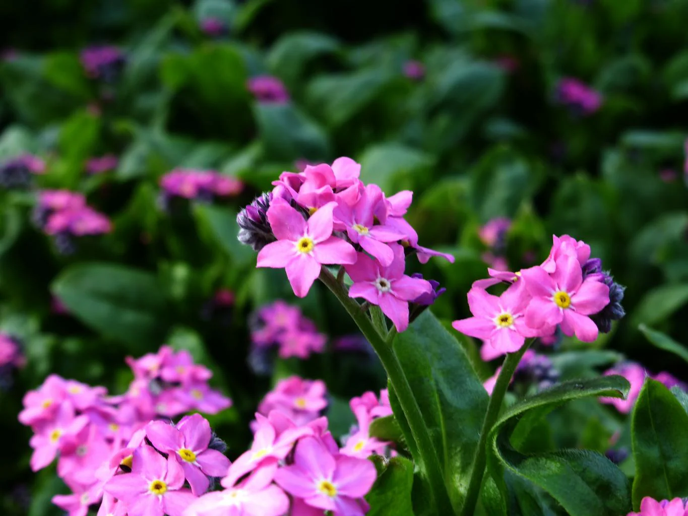 Myosotis sylvatica <br>FORGET ME NOT VICTORIA PINK, WOOD/APLINE - Image 2