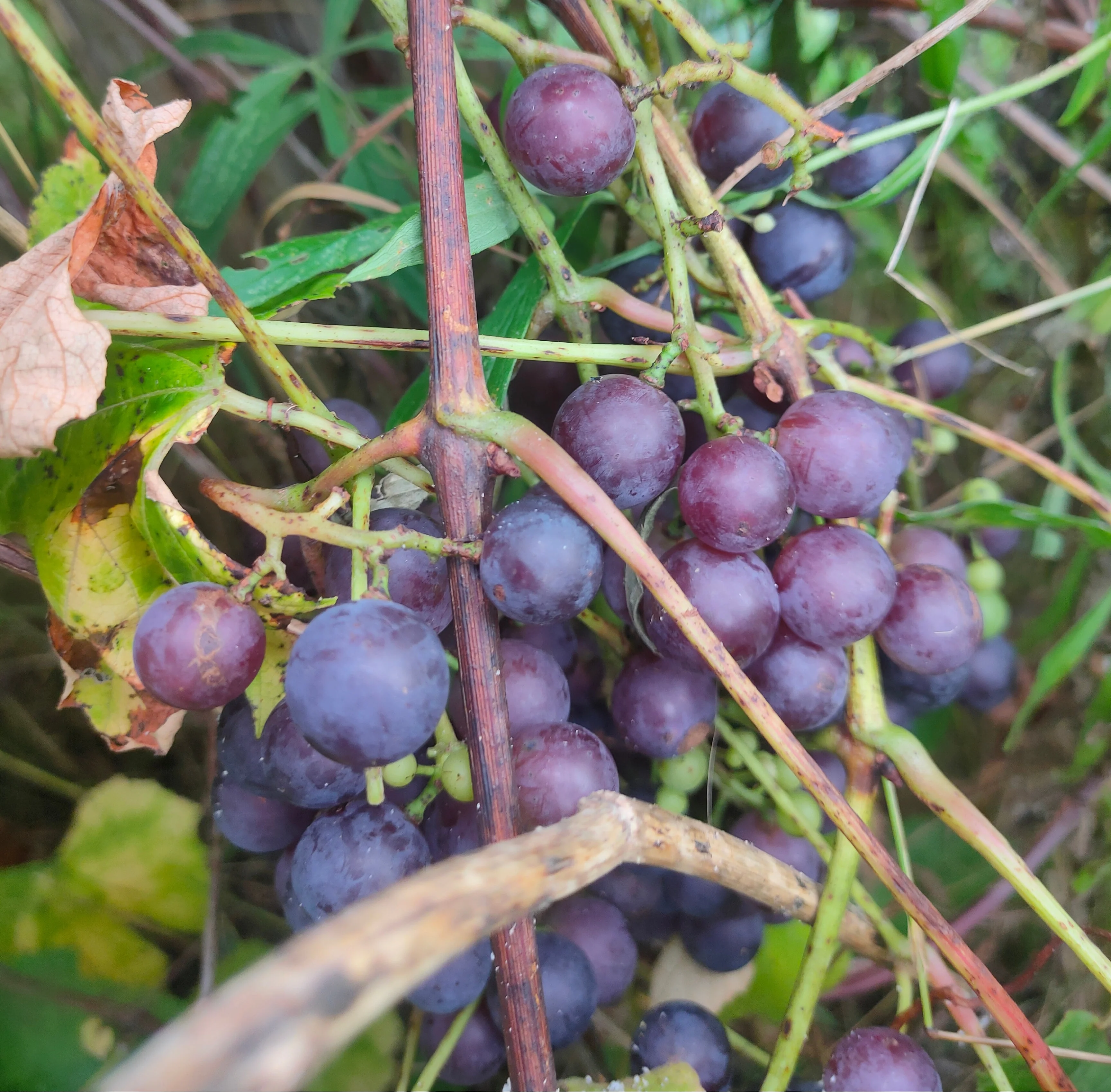 Vitis labrusca <br>CONCORD GRAPE <br>Grown Naturally - Image 3