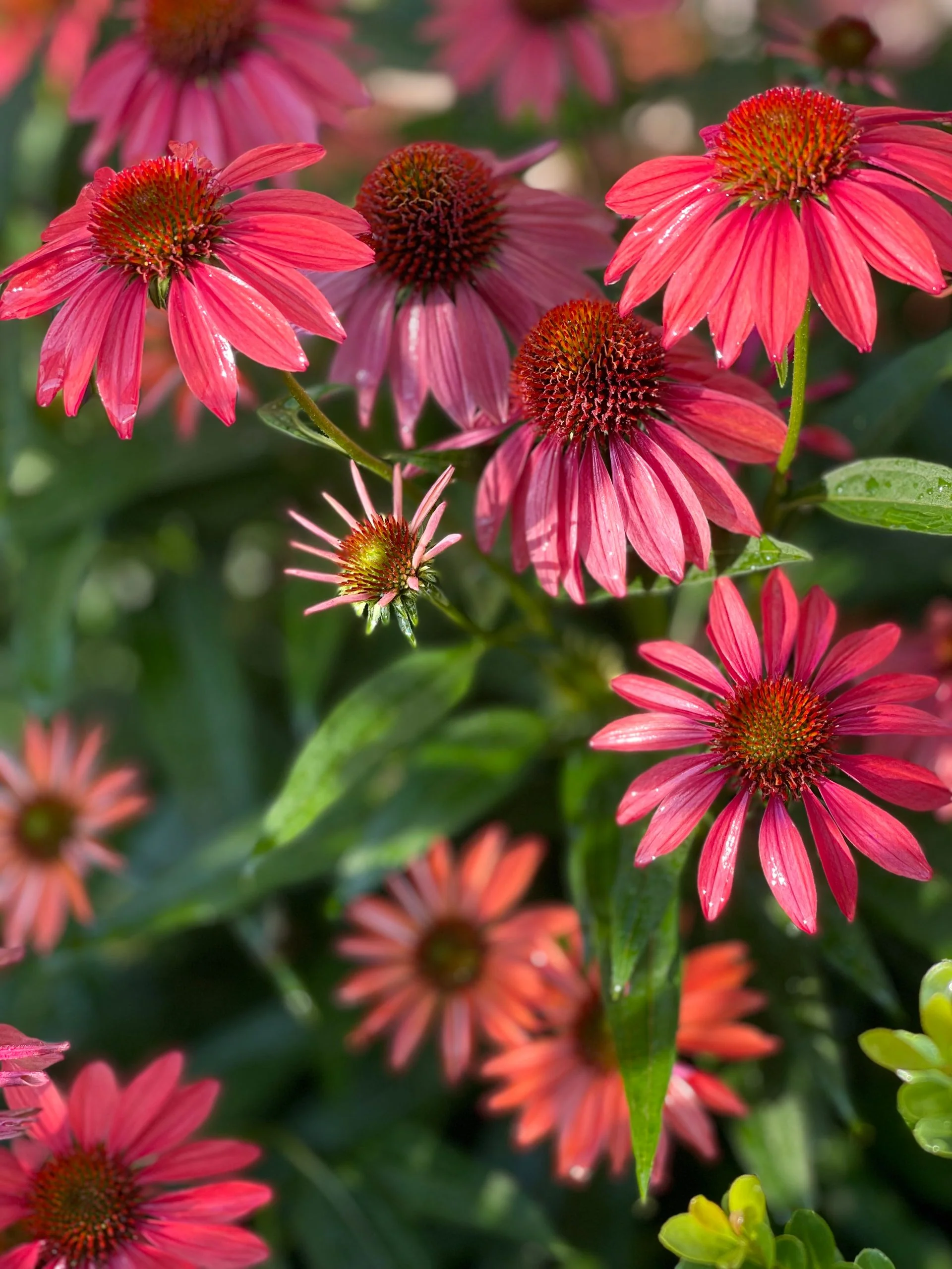 Echinacea <br>CONEFLOWER 'WILD BERRY' - Image 2
