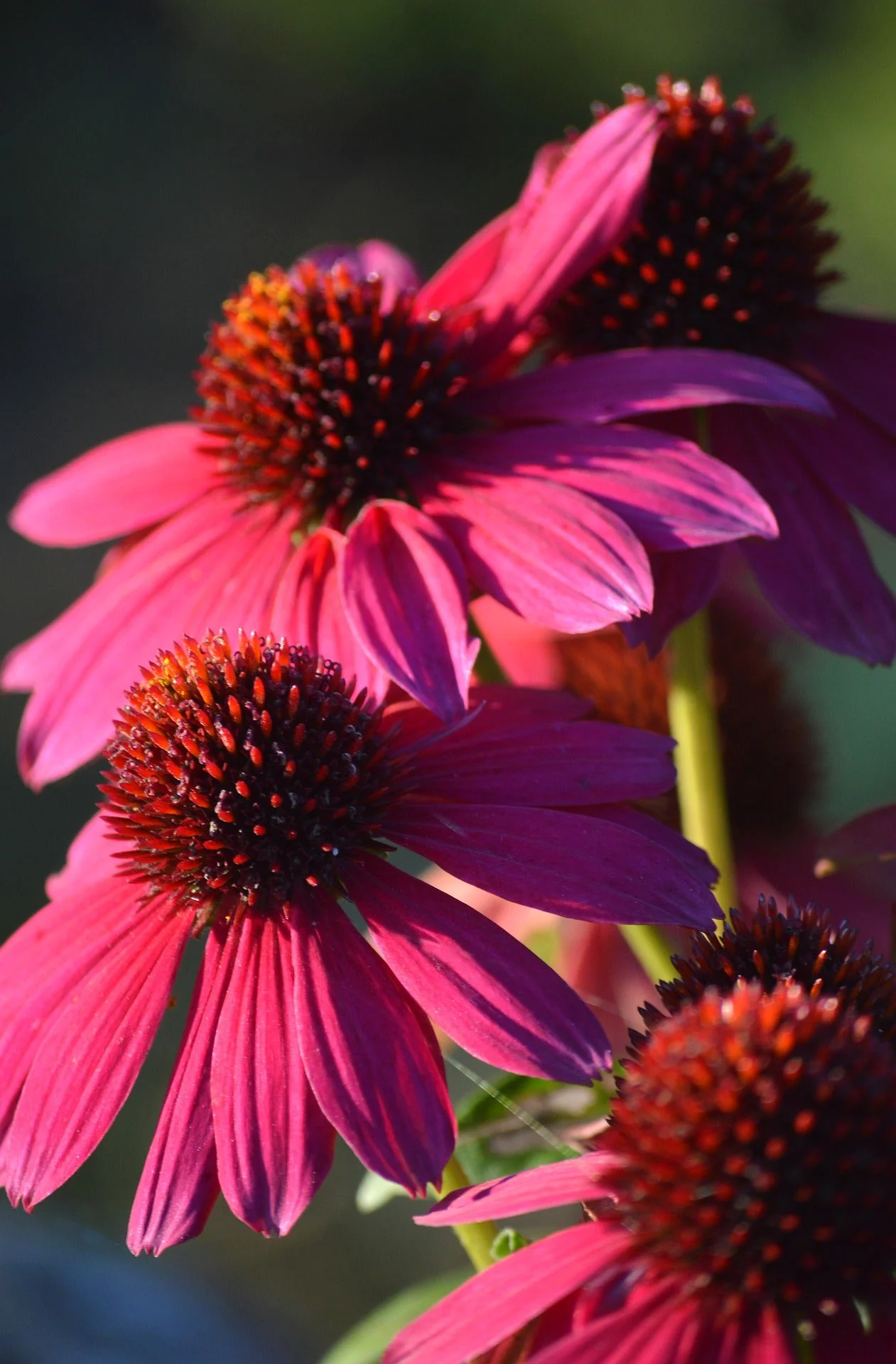 Echinacea <br>CONEFLOWER 'WILD BERRY' - Image 3