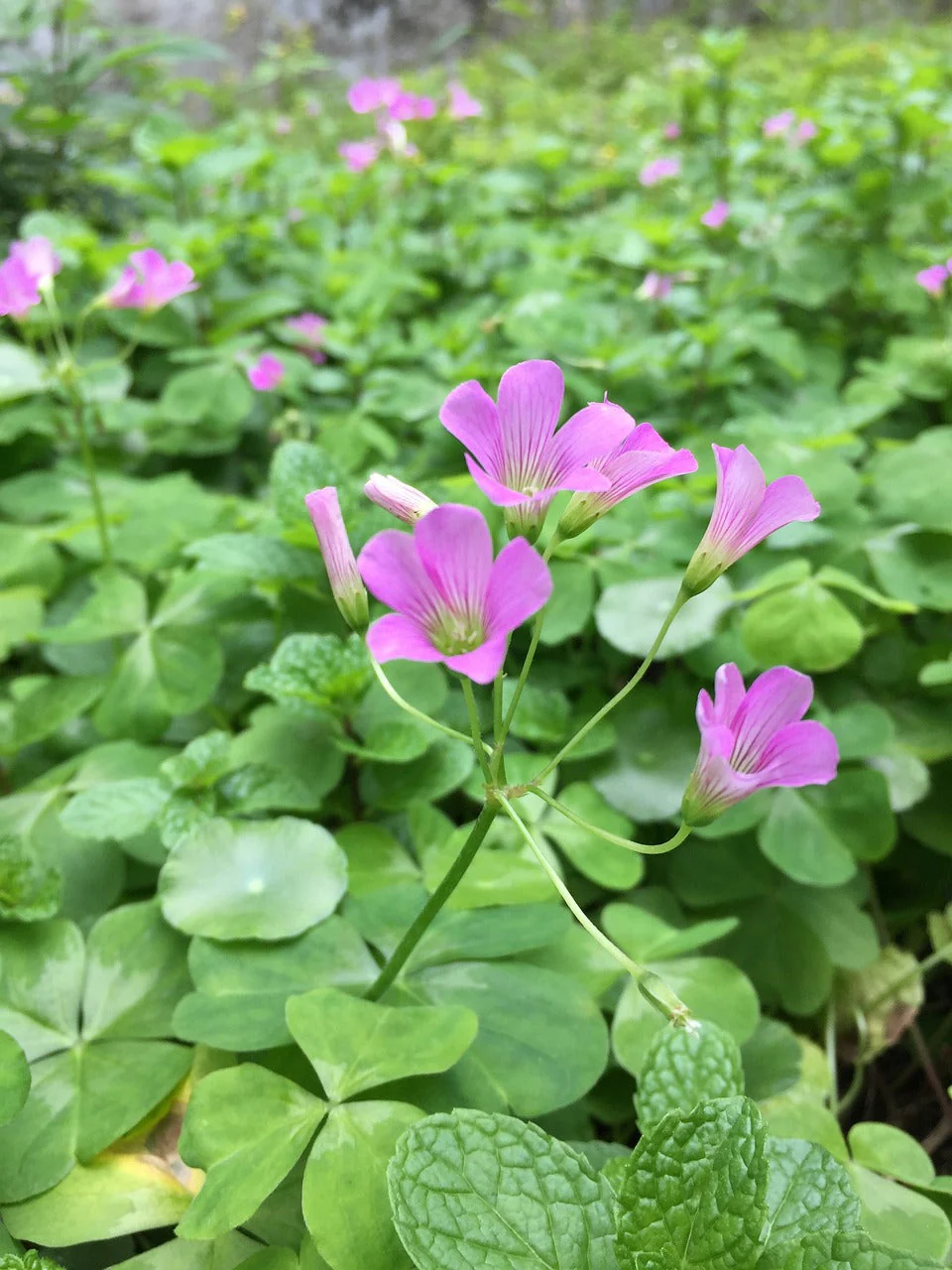 Oxalis violacea <br>VIOLET WOOD SORREL