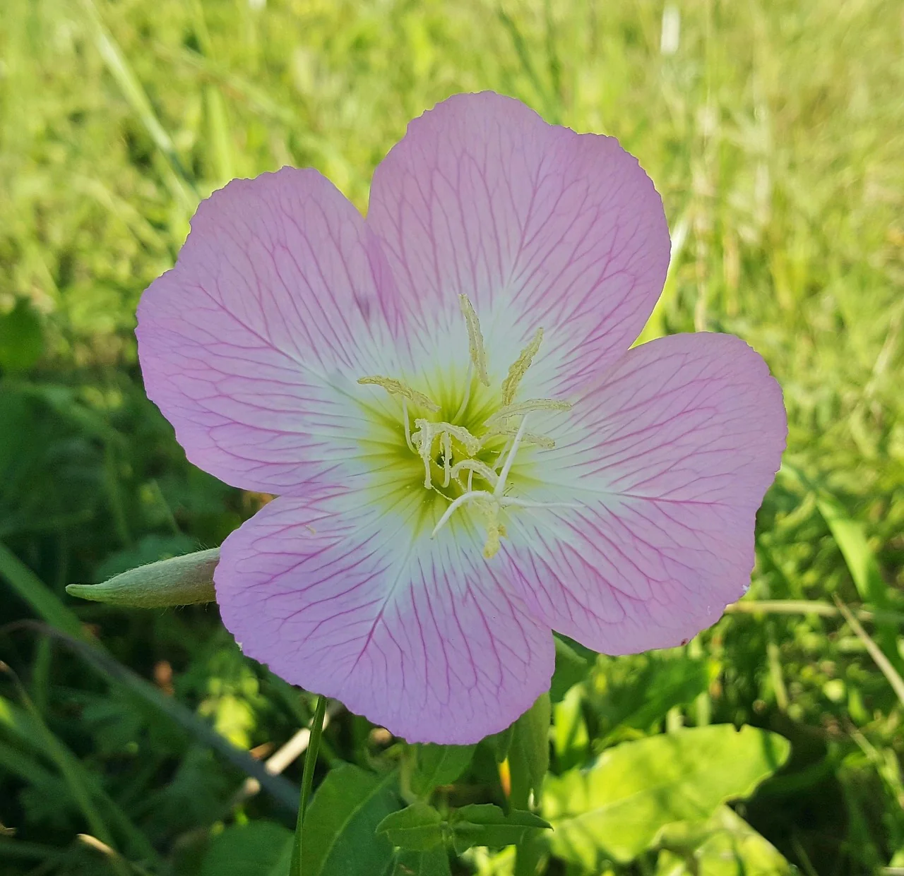 Oenothera speciosa <br>PINK EVENING PRIMROSE. - Image 5