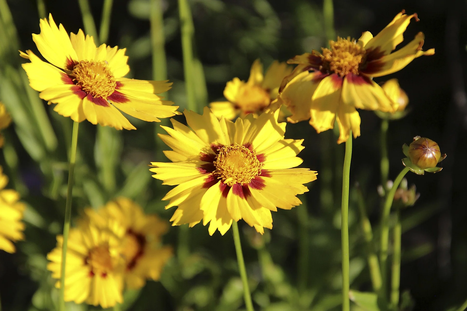 Coreopsis grandiflora <br>COREOPSIS SONNENKIND, Baby Sun, Baby Gold