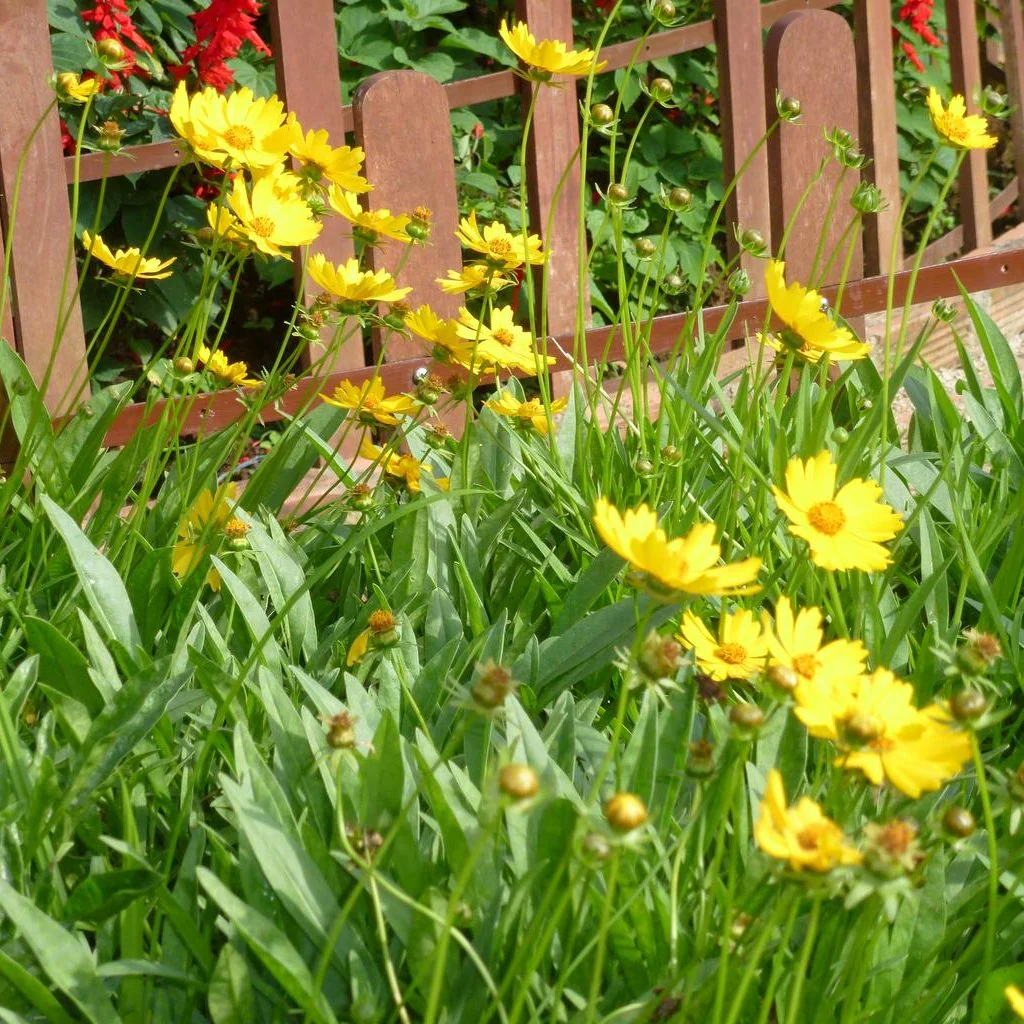 Coreopsis lanceolata <br>LANCELEAF COREOPSIS
