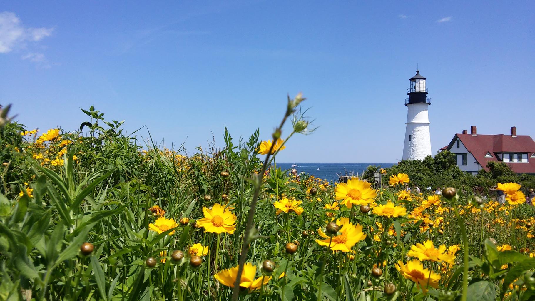 Coreopsis lanceolata <br>LANCELEAF COREOPSIS - Image 2