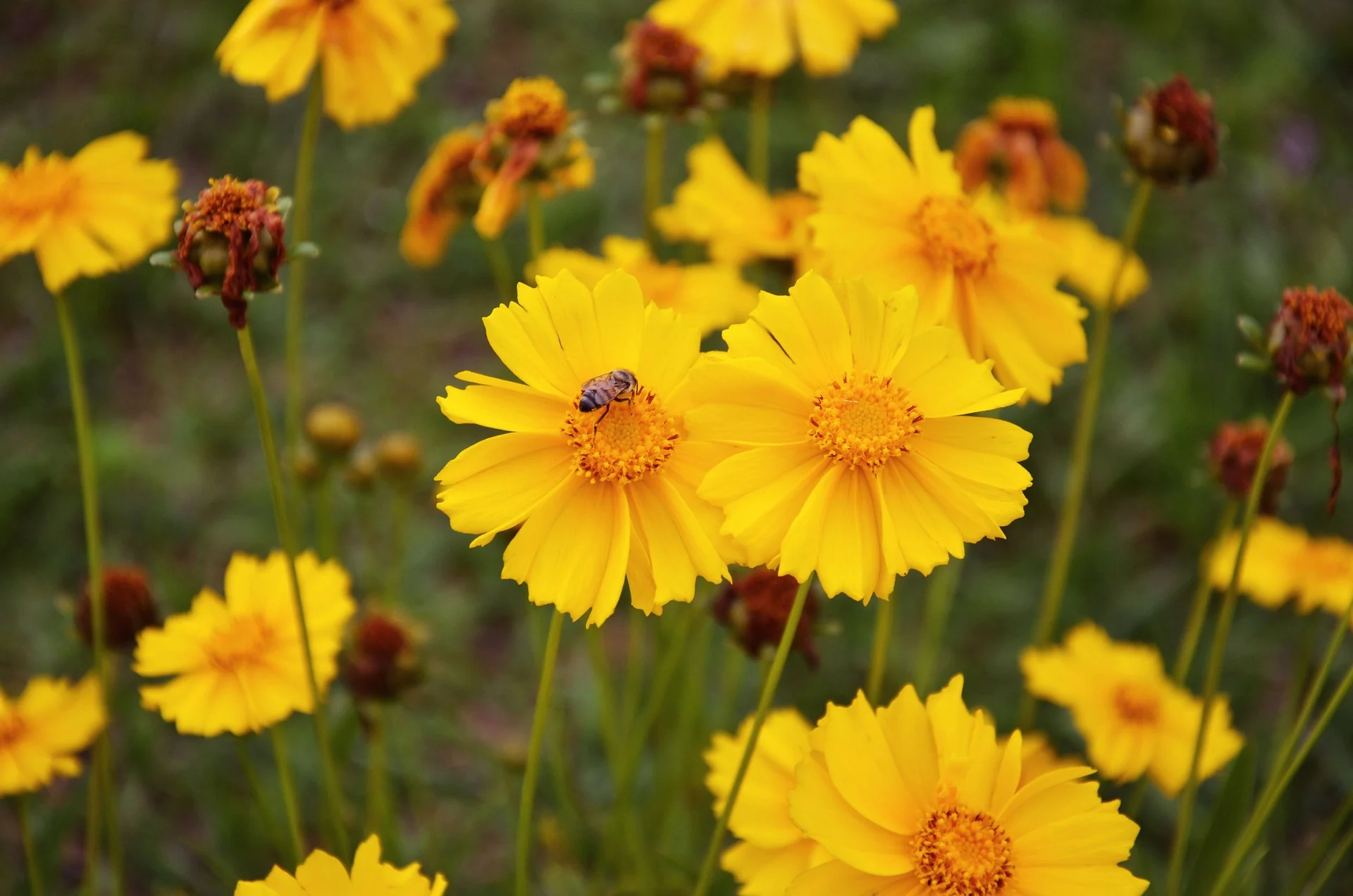 Coreopsis lanceolata <br>LANCELEAF COREOPSIS - Image 3