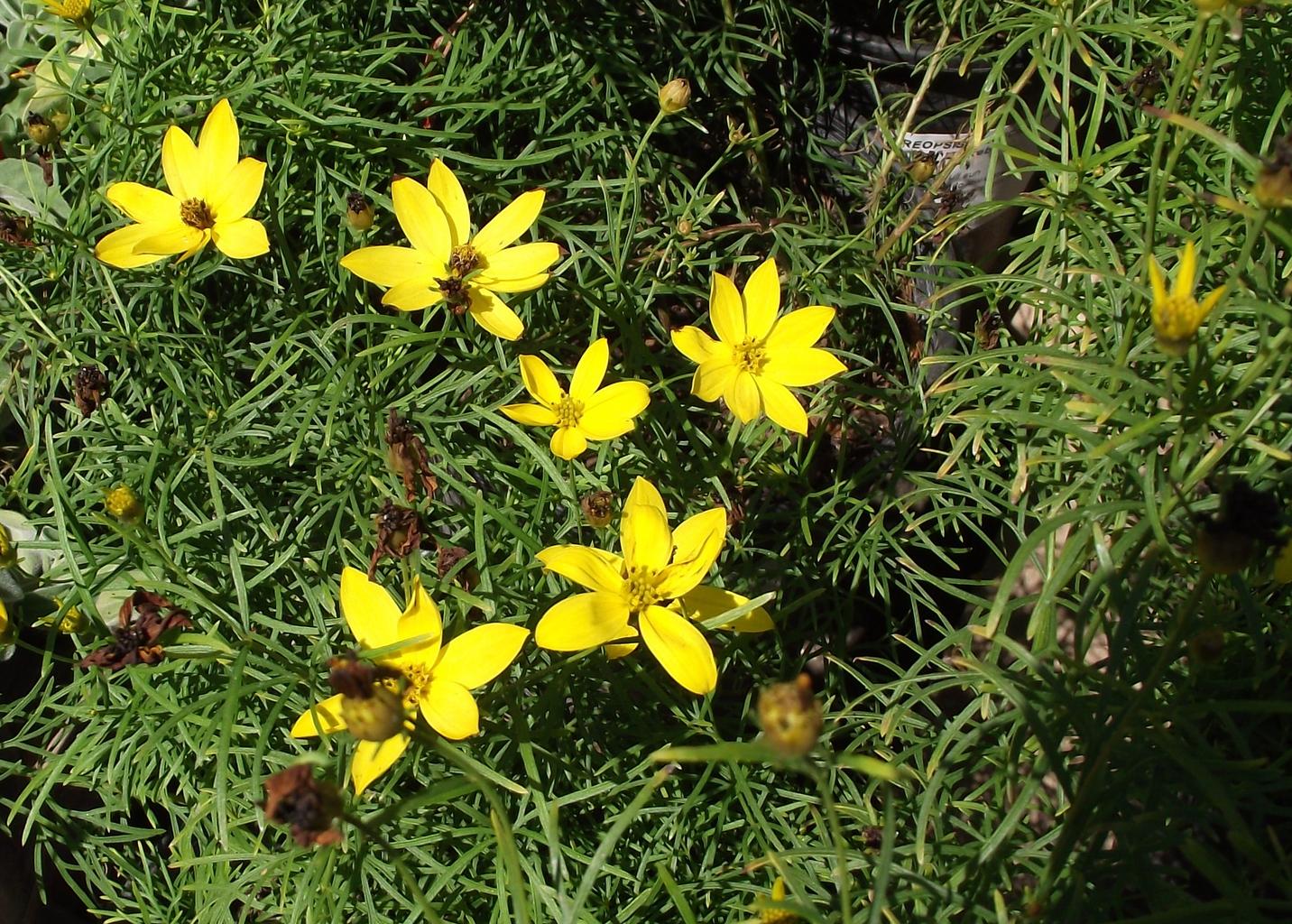 Coreopsis verticillata <br>WHORLED TICKSEED - Image 2