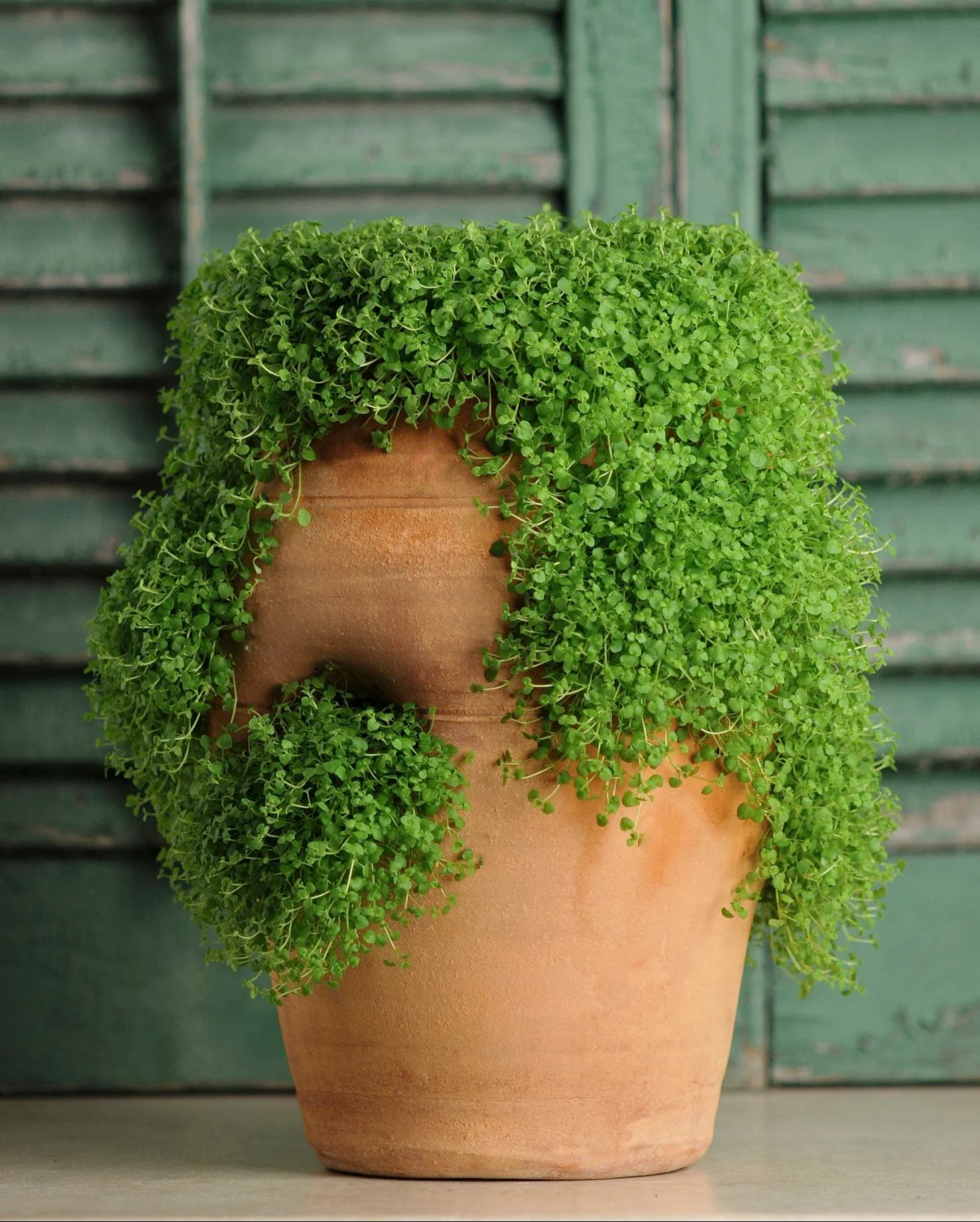Mentha requienii <br>CORSICAN MINT, MINI MINT
