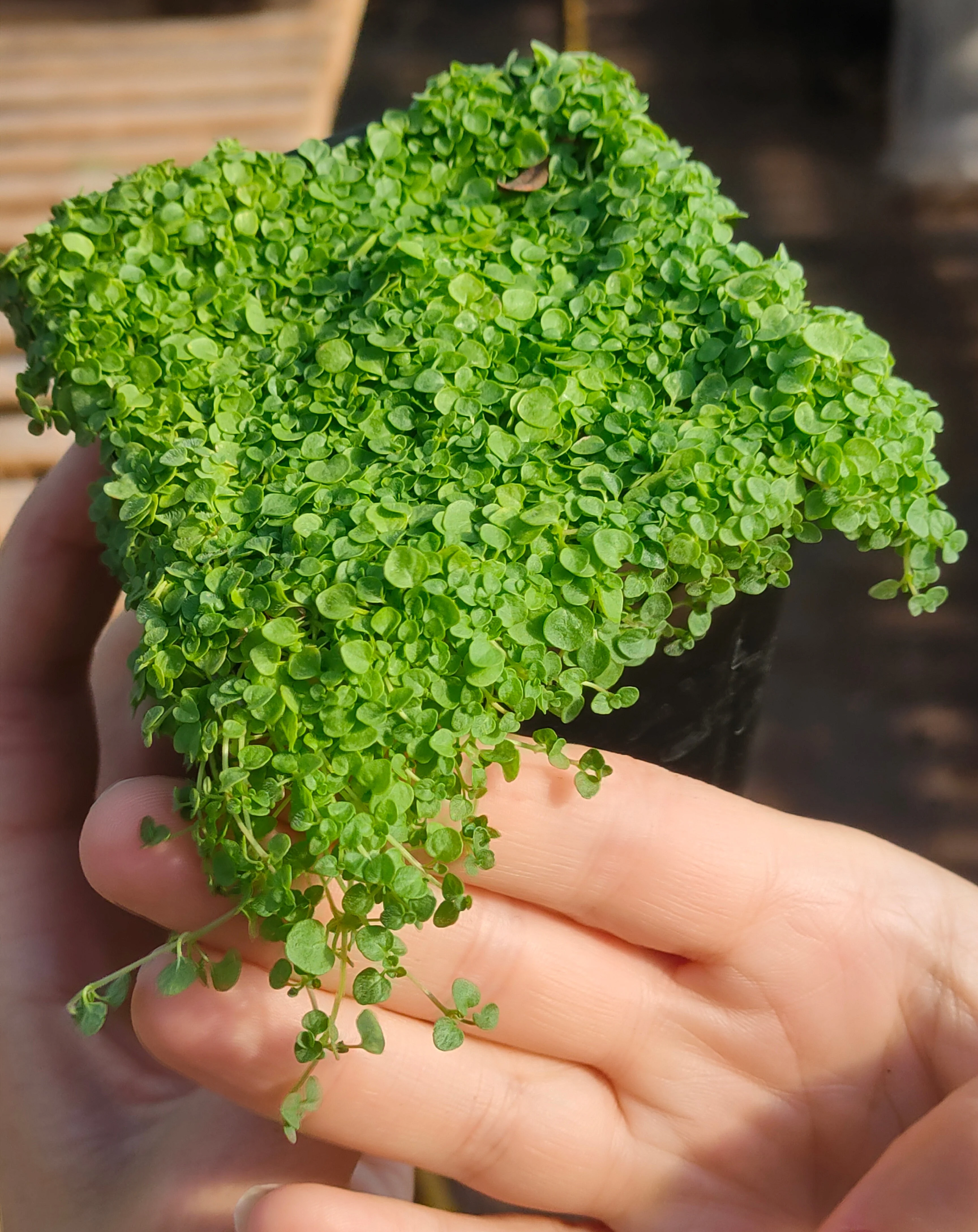 Mentha requienii <br>CORSICAN MINT, MINI MINT - Image 3
