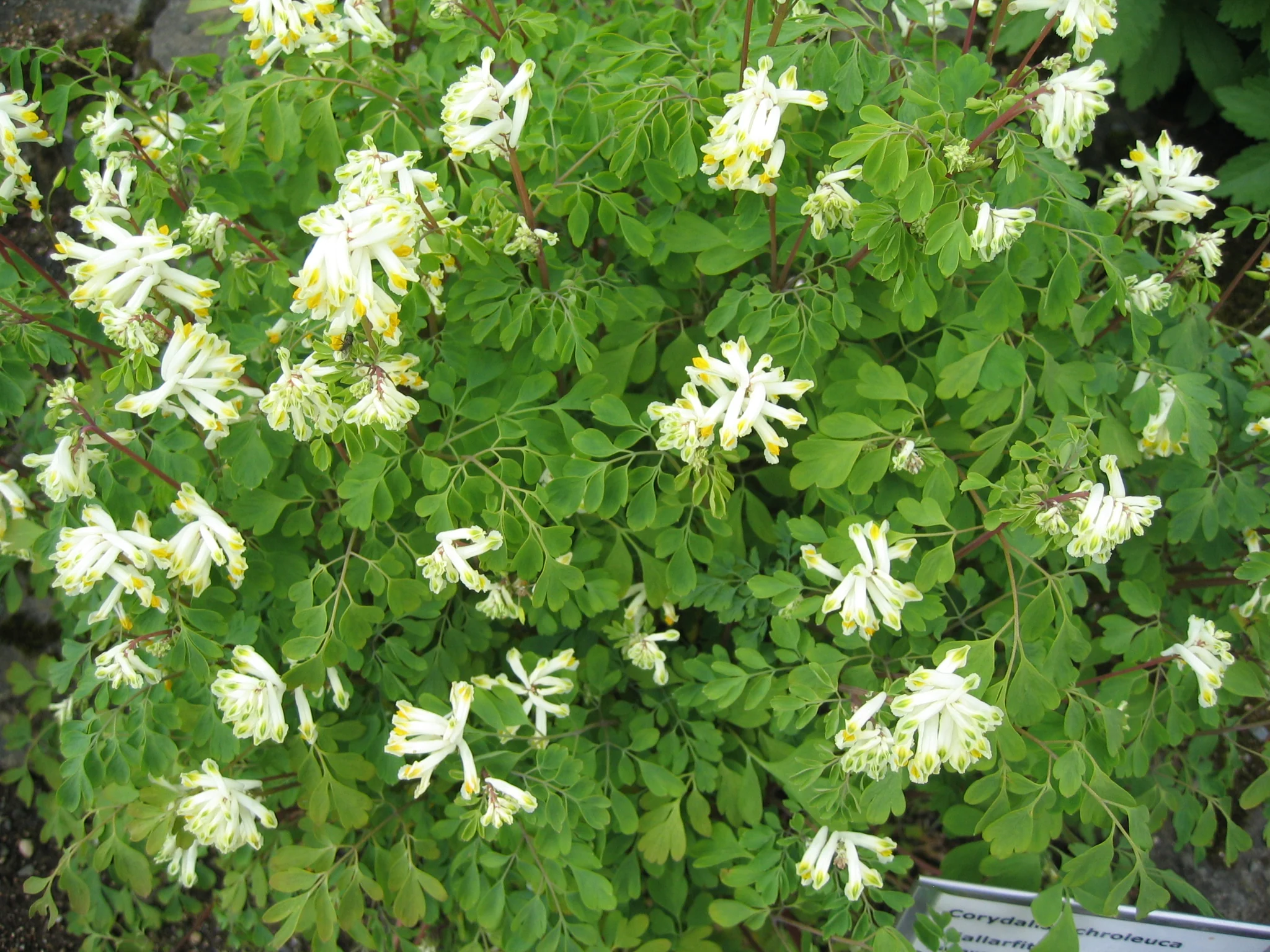 Pseudofumaria alba, Corydalis acaulis, C. ochroleuca <br>WHITE FUMEWORT, PALE CORYDALIS
