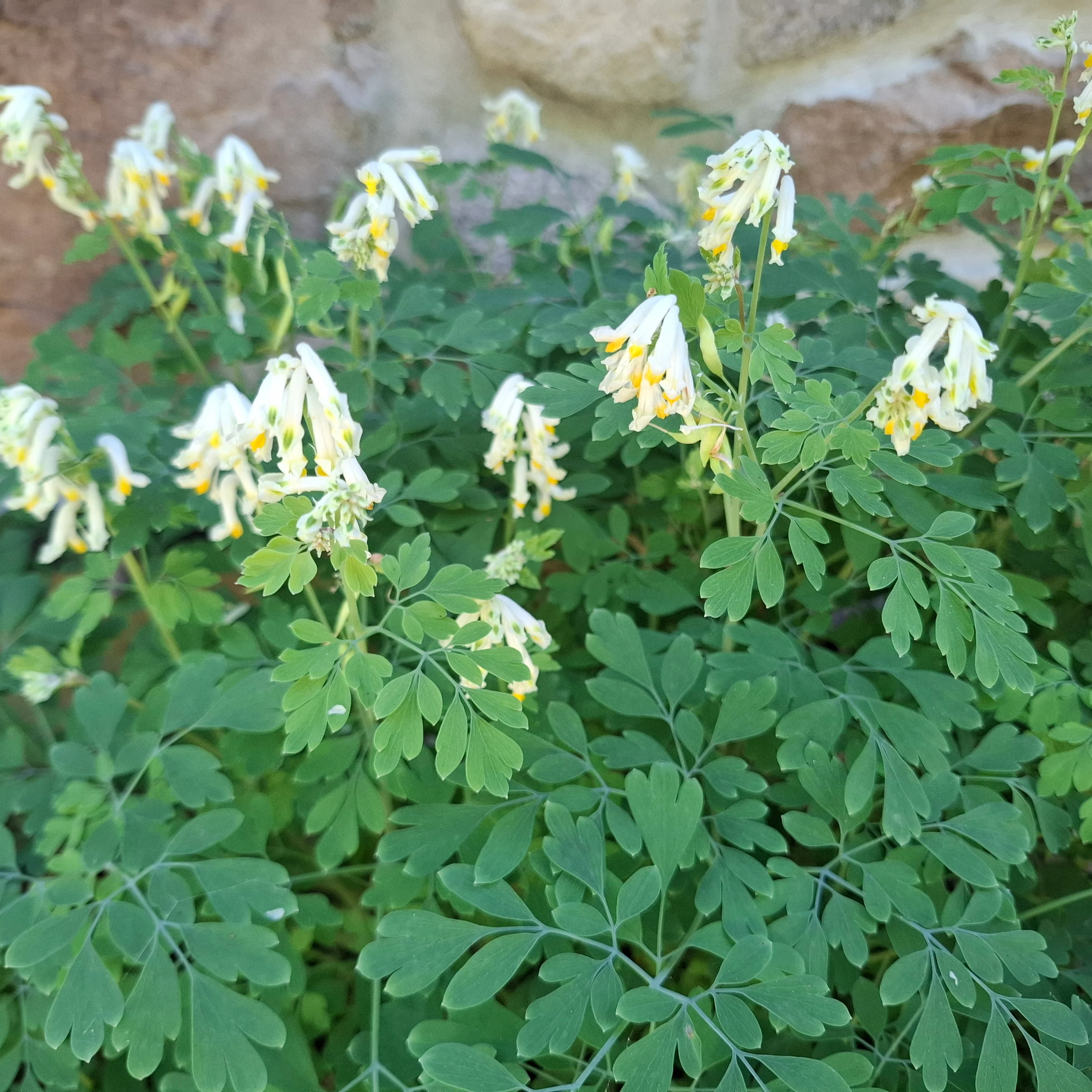 Pseudofumaria alba, Corydalis acaulis, C. ochroleuca <br>WHITE FUMEWORT, PALE CORYDALIS - Image 2