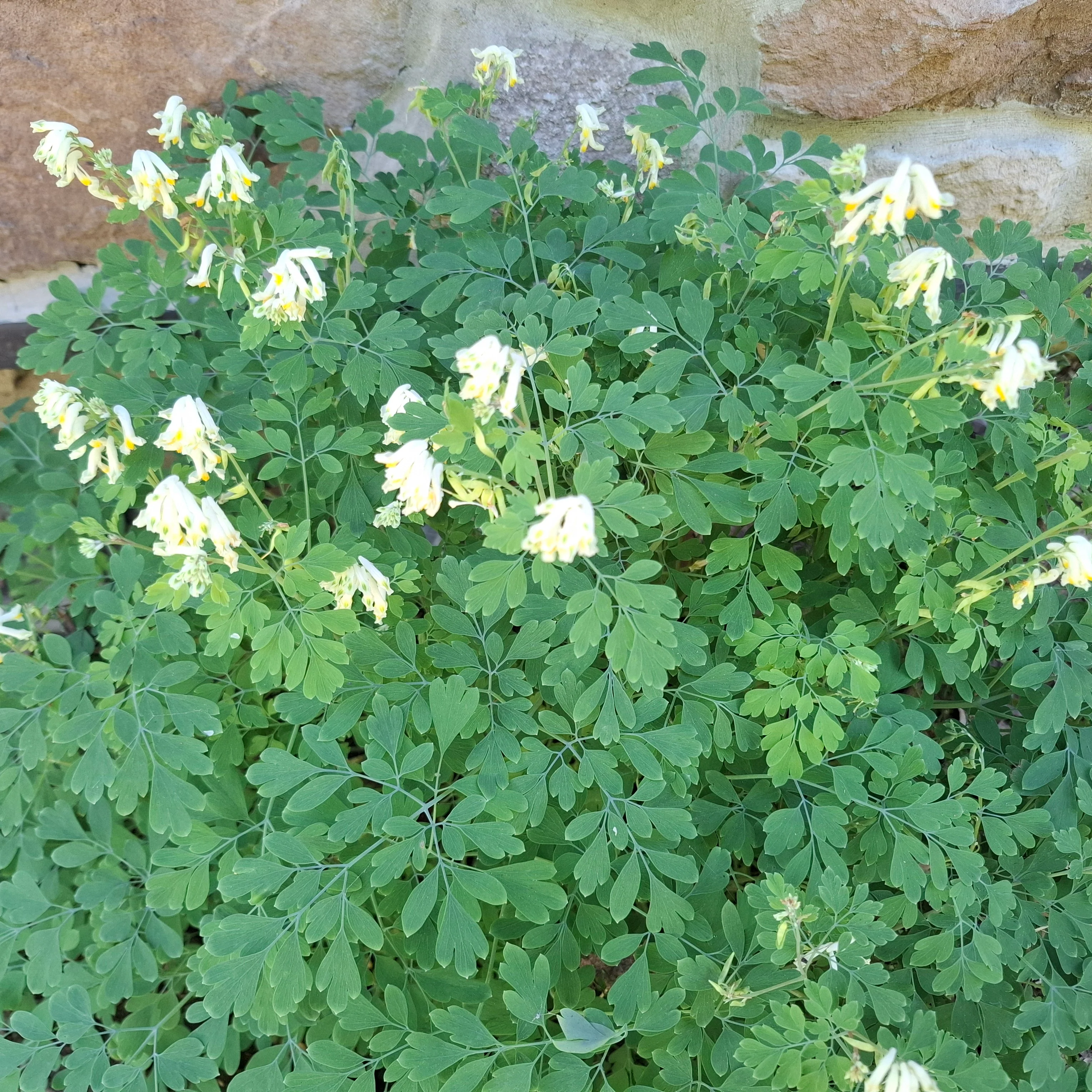 Pseudofumaria alba, Corydalis acaulis, C. ochroleuca <br>WHITE FUMEWORT, PALE CORYDALIS - Image 4