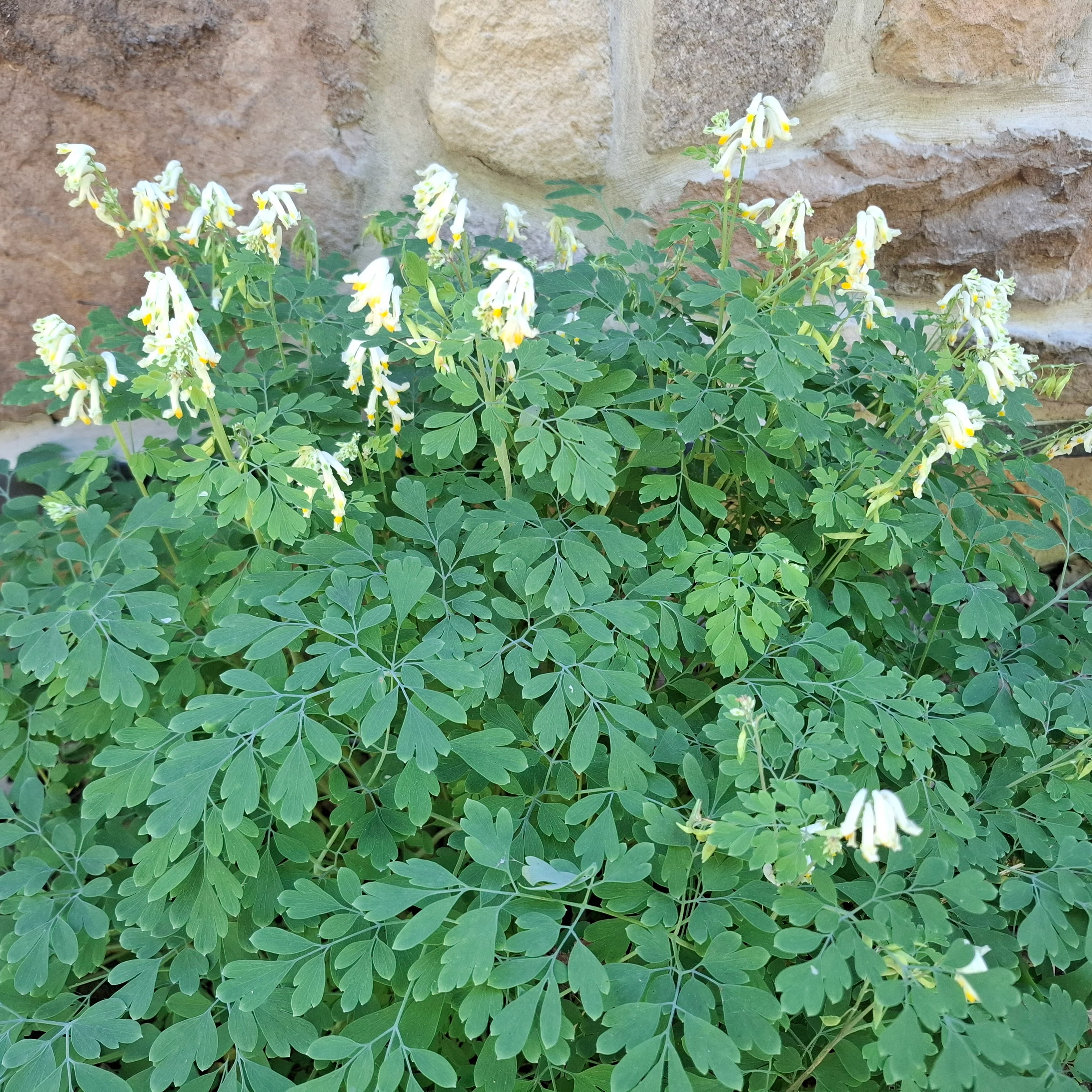 Pseudofumaria alba, Corydalis acaulis, C. ochroleuca <br>WHITE FUMEWORT, PALE CORYDALIS - Image 5