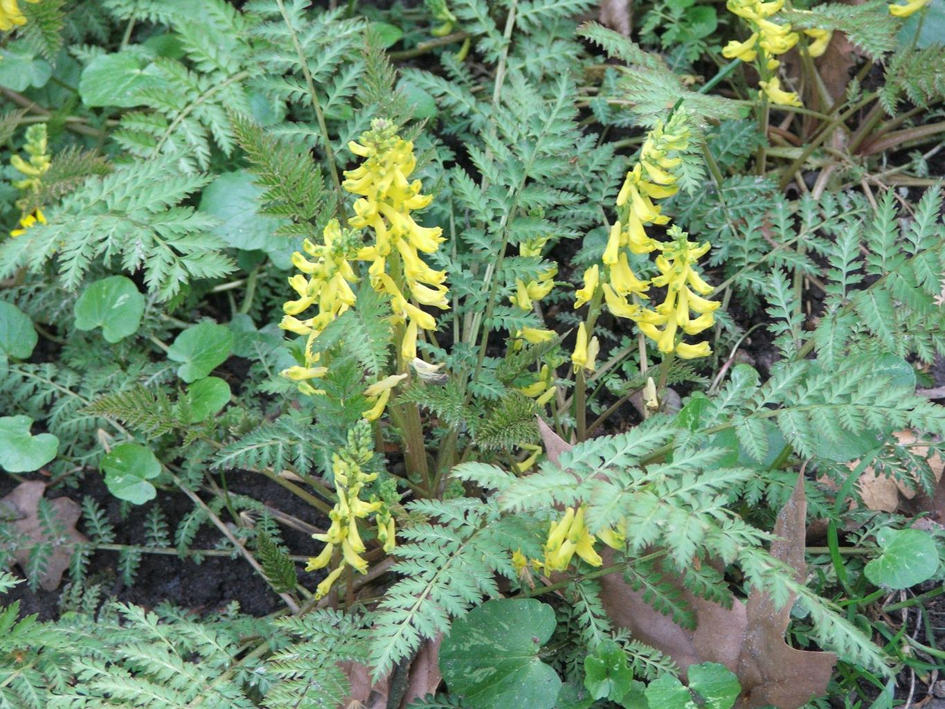 Corydalis cheilanthifolia <br>YELLOW FERN-LEAF CORYDALIS