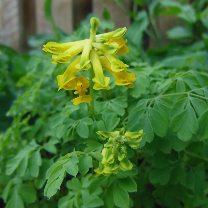 Corydalis lutea, Pseudofumaria lutea <br>YELLOW CORYDALIS, FUMEWORT
