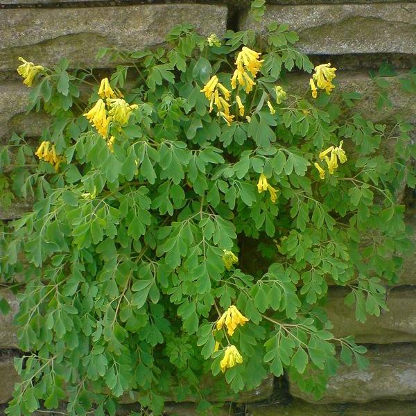 Corydalis lutea, Pseudofumaria lutea <br>YELLOW CORYDALIS, FUMEWORT - Image 2