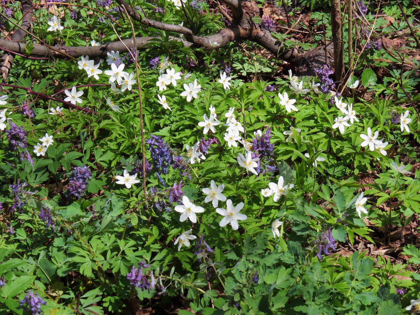 Corydalis solida <br>FUMEWORT - Image 2